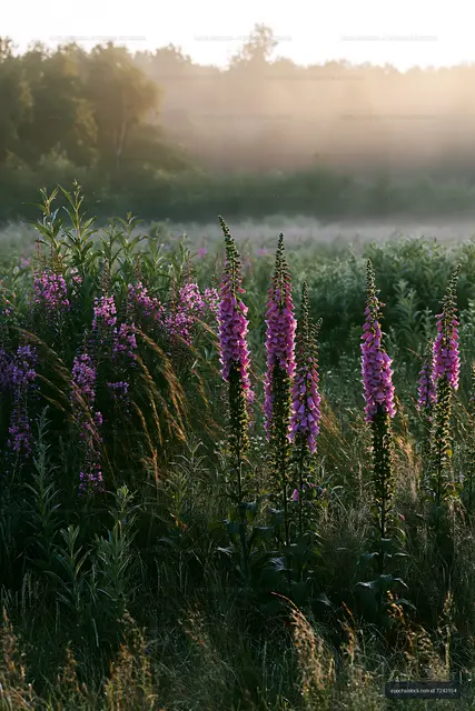 Sunrise in a field with purple flowers and fog