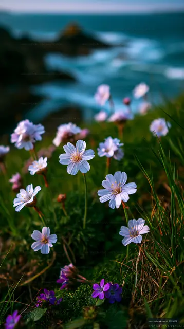 Wildflowers bloom on a coastal hillside at sunset