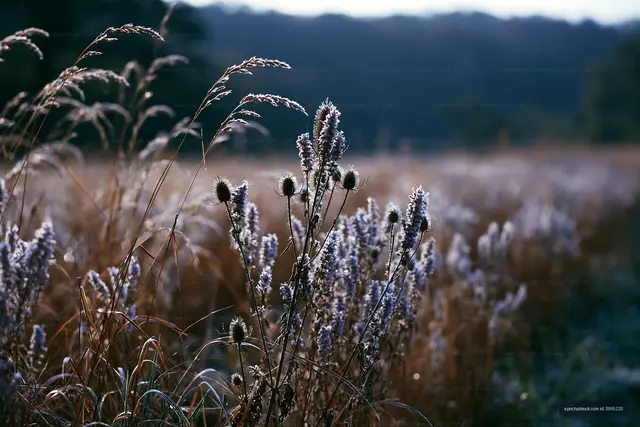 Frost-covered plants in a field during early morning light