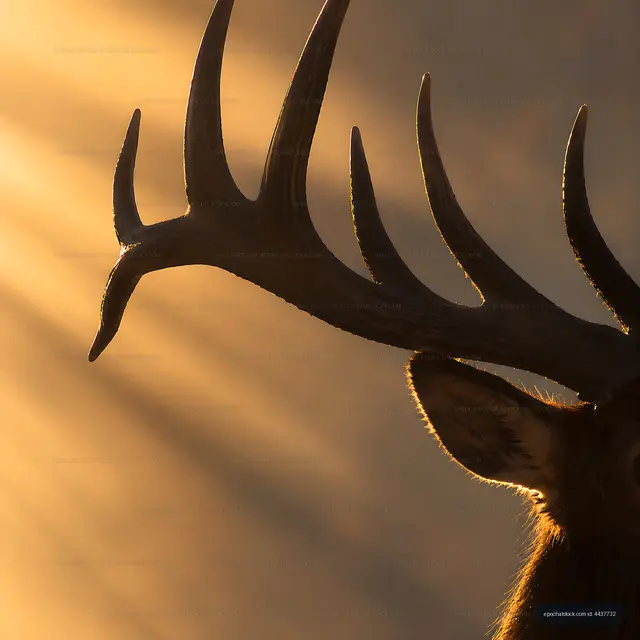 Deer with antlers in golden light during sunset