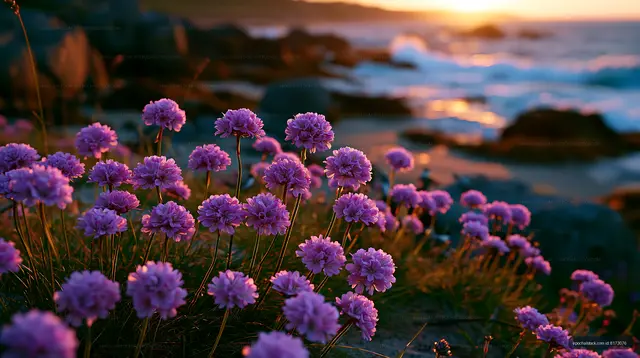 Flowers bloom near the shore during sunset hours