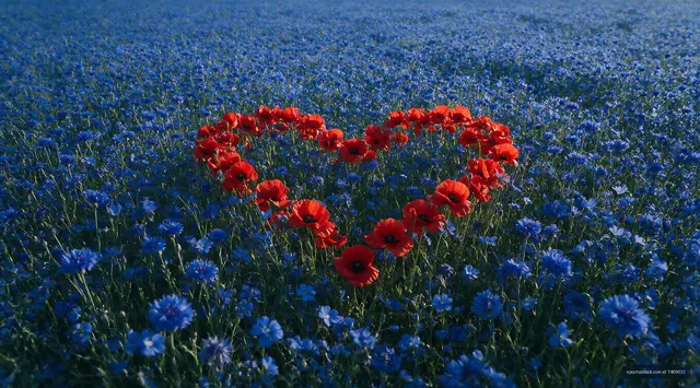 Red flowers form heart shape in blue flower field