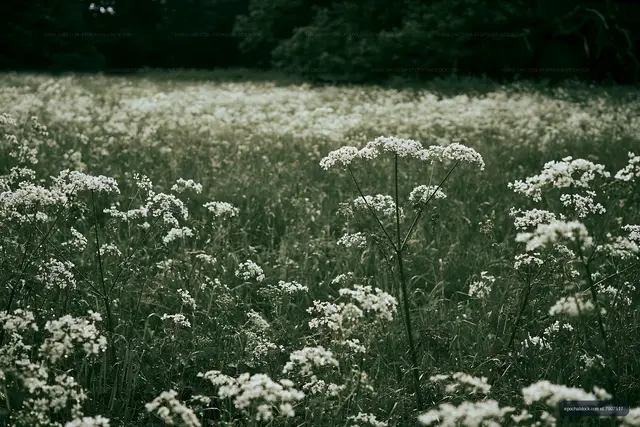 Wildflowers in a green field under overcast sky