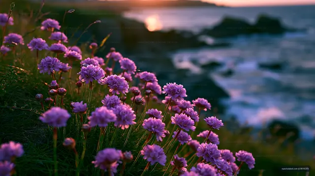 Purple flowers grow by the ocean at sunset near rocky shore