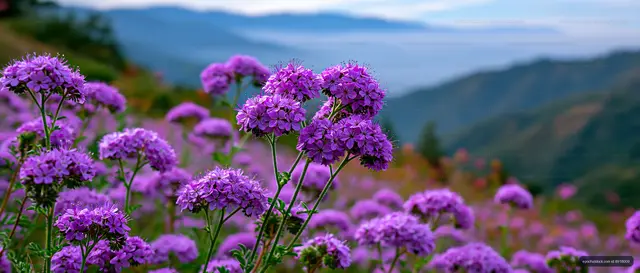 Purple flowers bloom in a mountain landscape during daylight