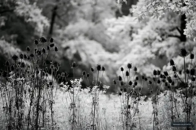 Black and white scene of wildflowers in a natural setting