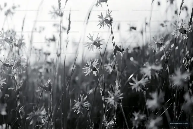 Wildflowers in a field during daylight
