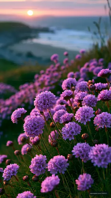 Purple flowers bloom by the shore at sunset