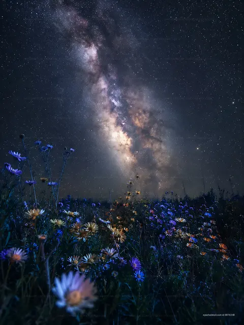 Night sky view over a flower field under stars