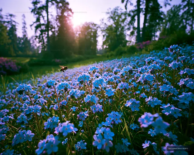 Blue flowers in a field during sunset with a bee flying